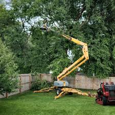 Best Hedge Trimming  in Brush, CO