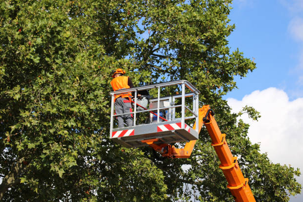 Best Tree Removal Service  in Brush, CO