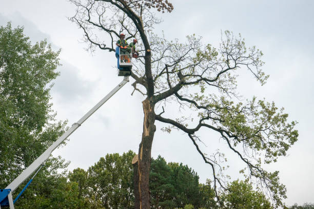 Leaf Removal Services in Brush, CO