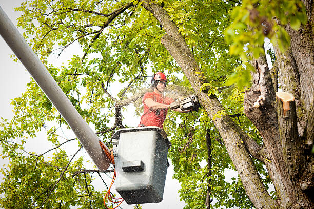 Best Tree Maintenance Programs  in Brush, CO