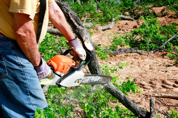 Why Choose Our Tree Removal Services in Brush, CO?